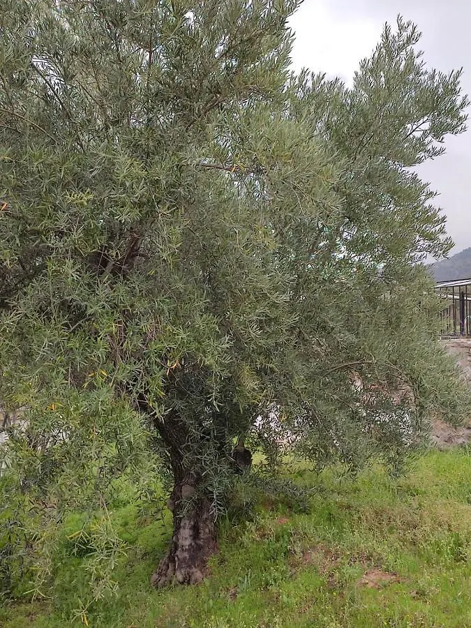 Casa Jabero Villa Nivar Spain